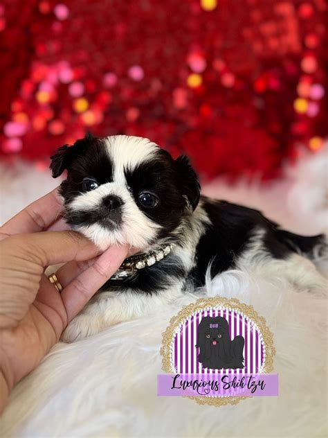 shih tzu for sale los angeles ca|More.